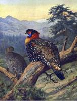 Thorburn, Archibald - Western Tragopan